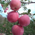 Chine pomme rouge fraîche claire à l&#39;esprit chinoise pomme verte